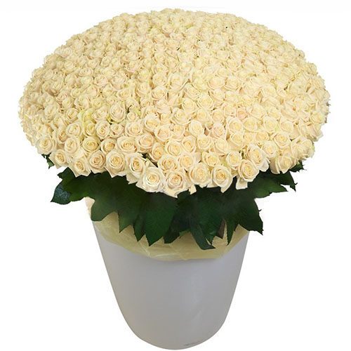 Фото товара 301 біла троянда у великому вазоні в Ровно