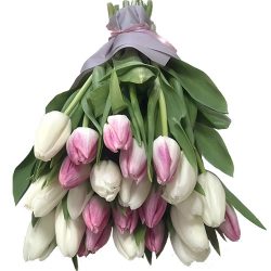 Фото товара 25 біло-рожевих тюльпанів в Ровно