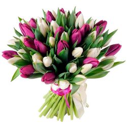 Фото товара 51 бело-пурпурный тюльпан (с лентой) в Ровно