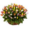 Фото товара 75 тюльпанів мікс (всі кольори) в кошику в Ровно
